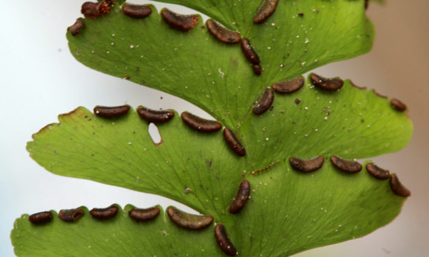 Adiantum wilesianum