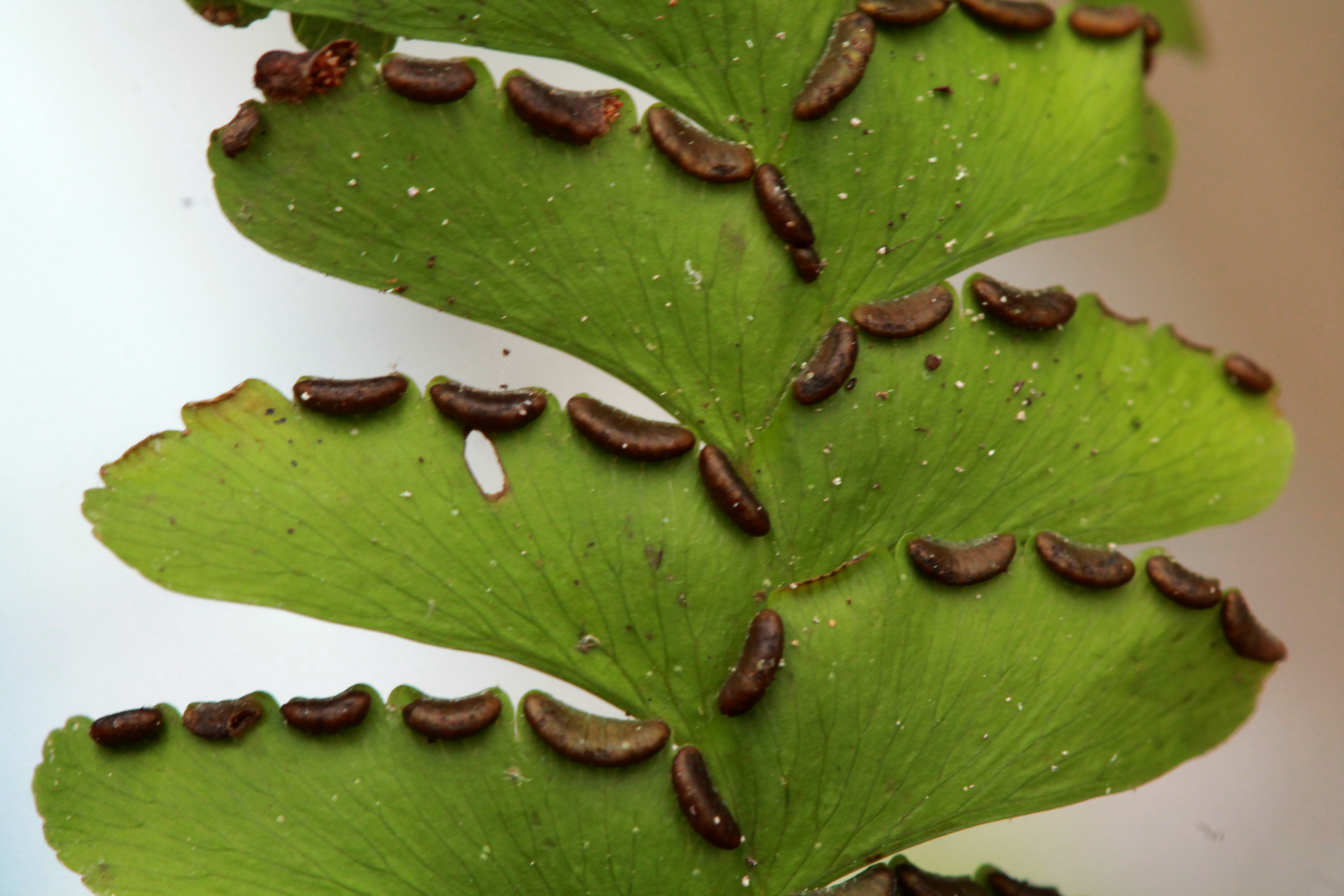 Adiantum wilesianum