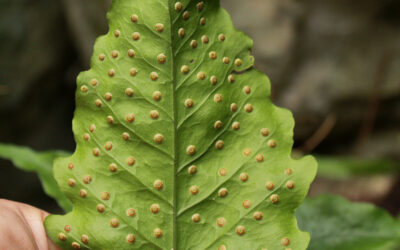 Tectaria heracleifolia