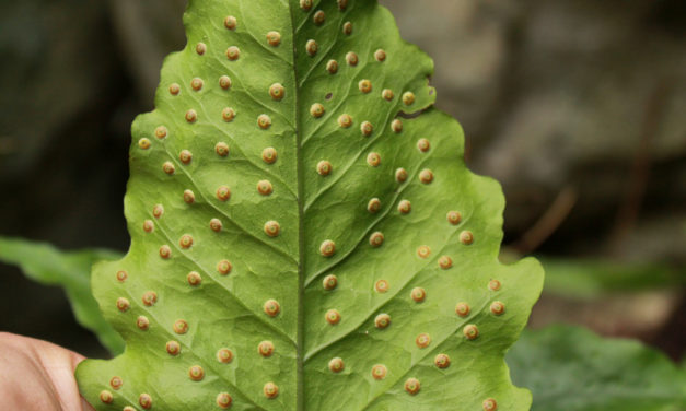 Tectaria heracleifolia