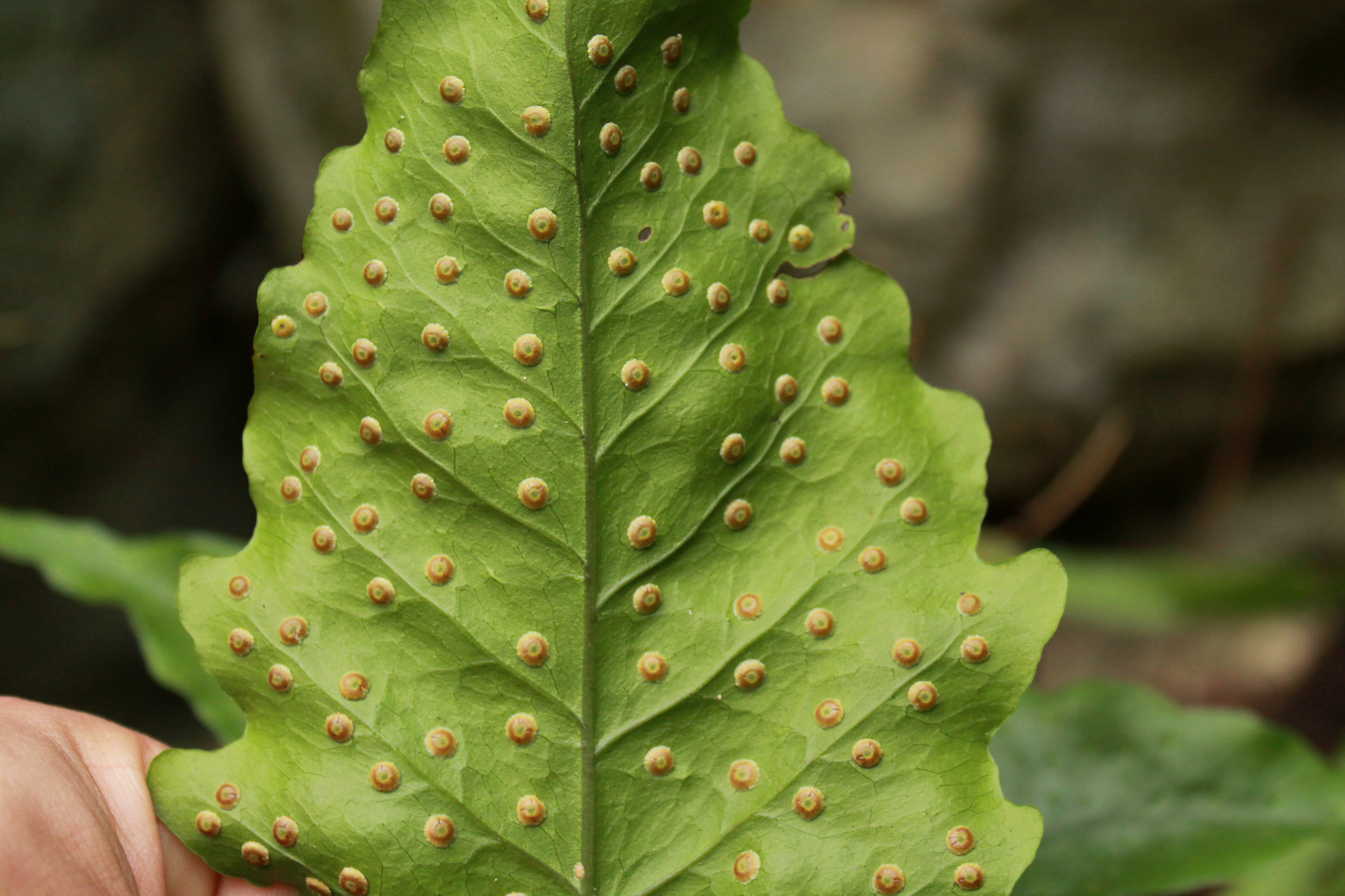 Tectaria heracleifolia