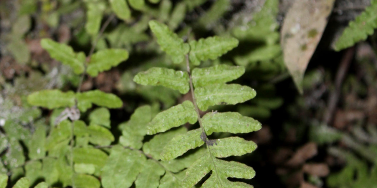 Goniopteris reptans