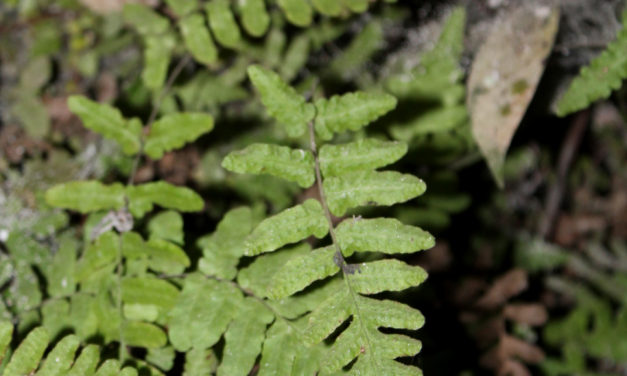 Goniopteris reptans