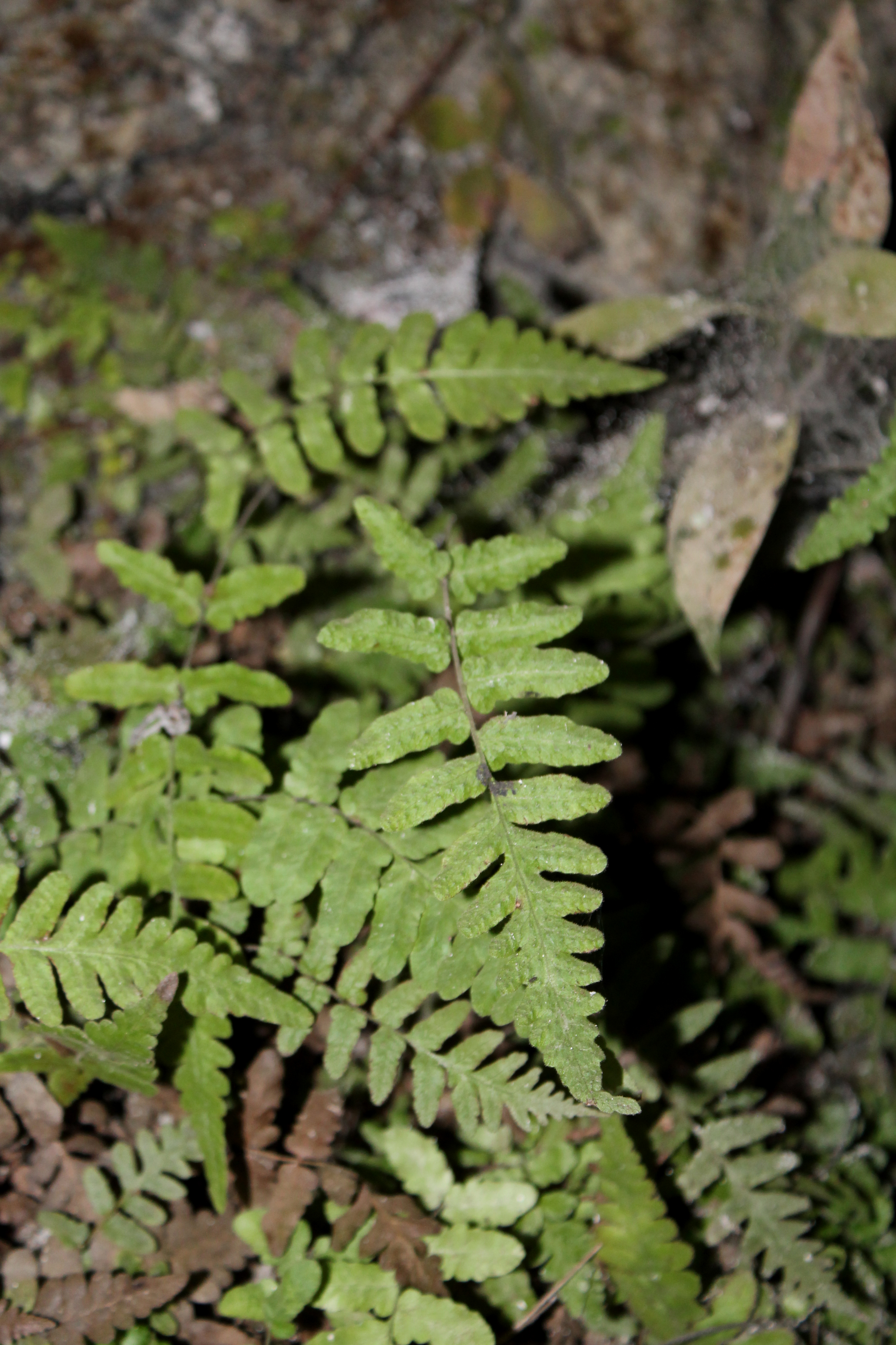 Goniopteris reptans