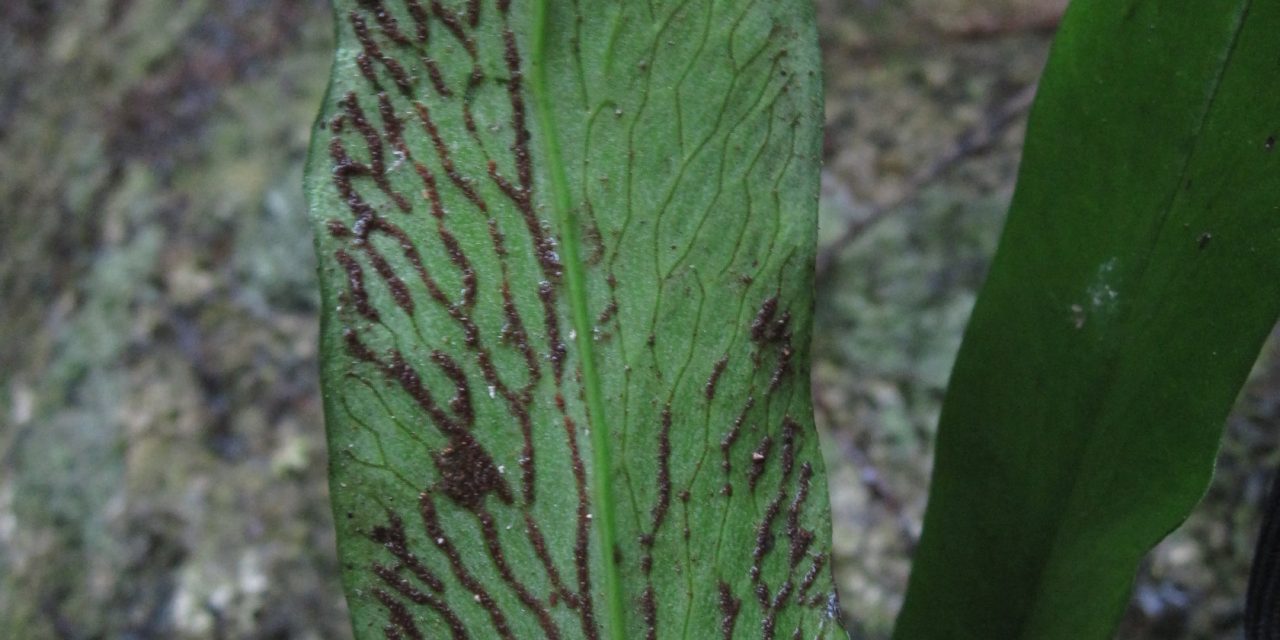 Polytaenium cajenense