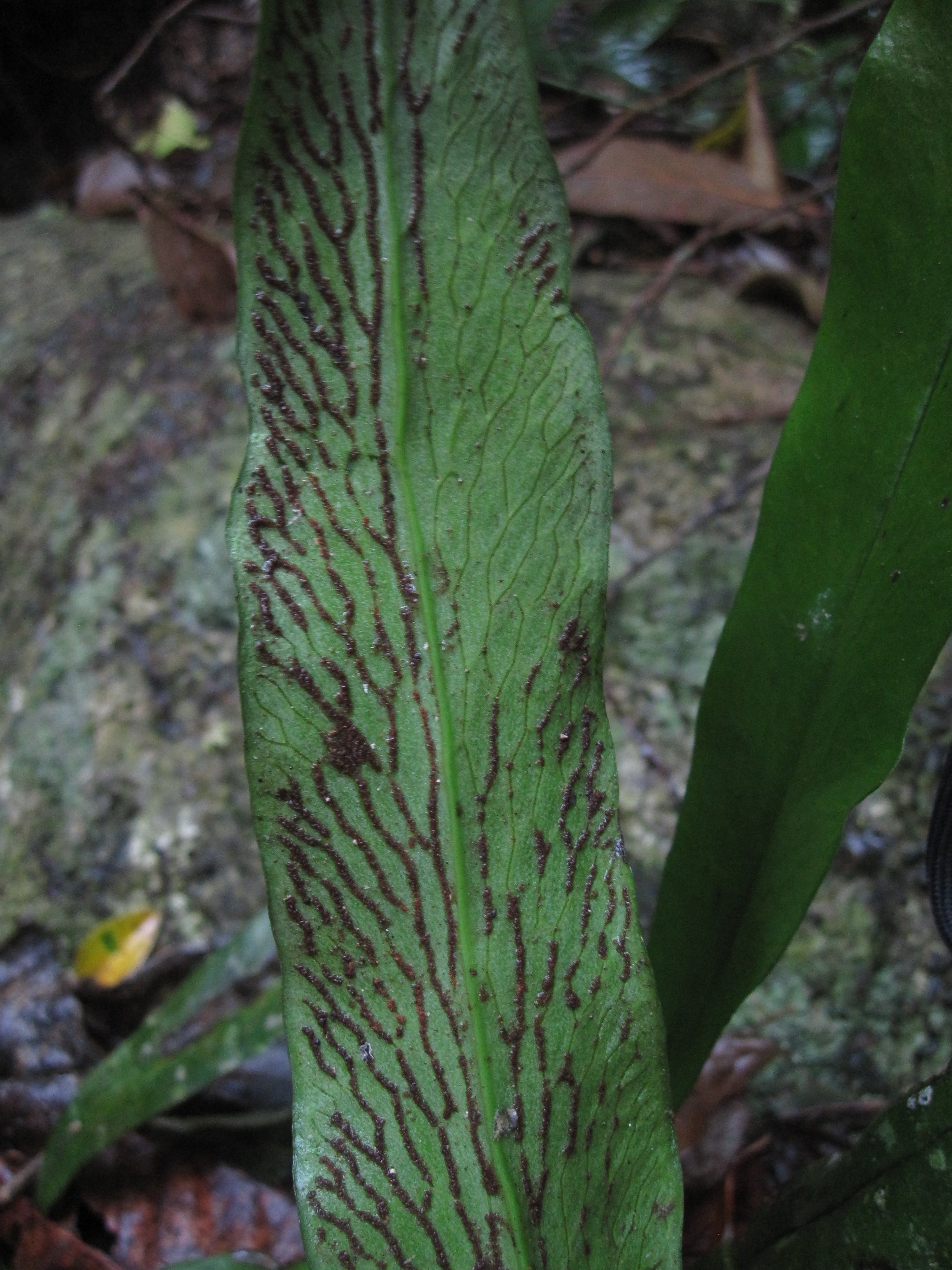 Polytaenium cajenense