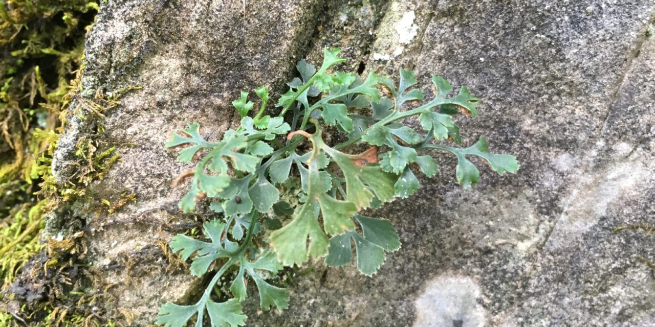 Asplenium ruta-muraria