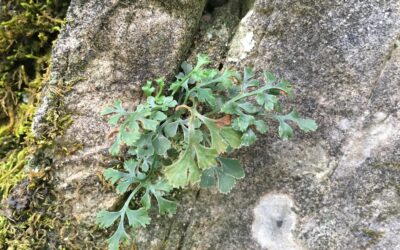 Asplenium ruta-muraria