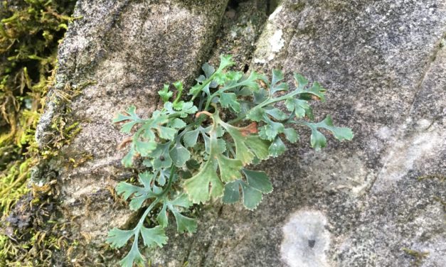 Asplenium ruta-muraria