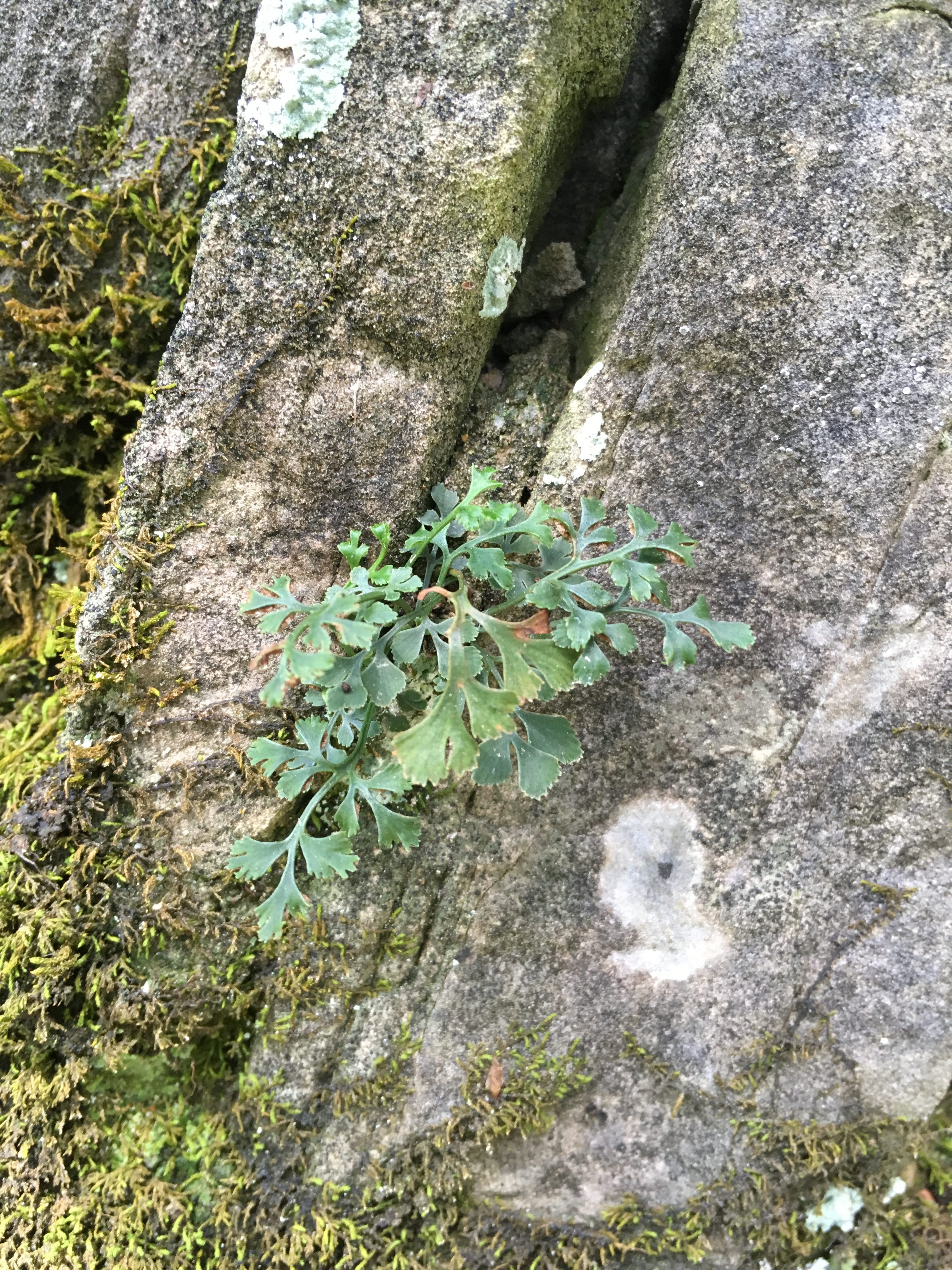 Asplenium ruta-muraria