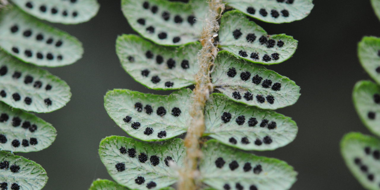 Polystichum stuebelii