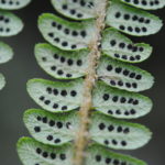 Polystichum stuebelii