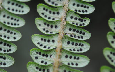 Polystichum stuebelii