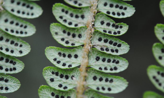 Polystichum stuebelii