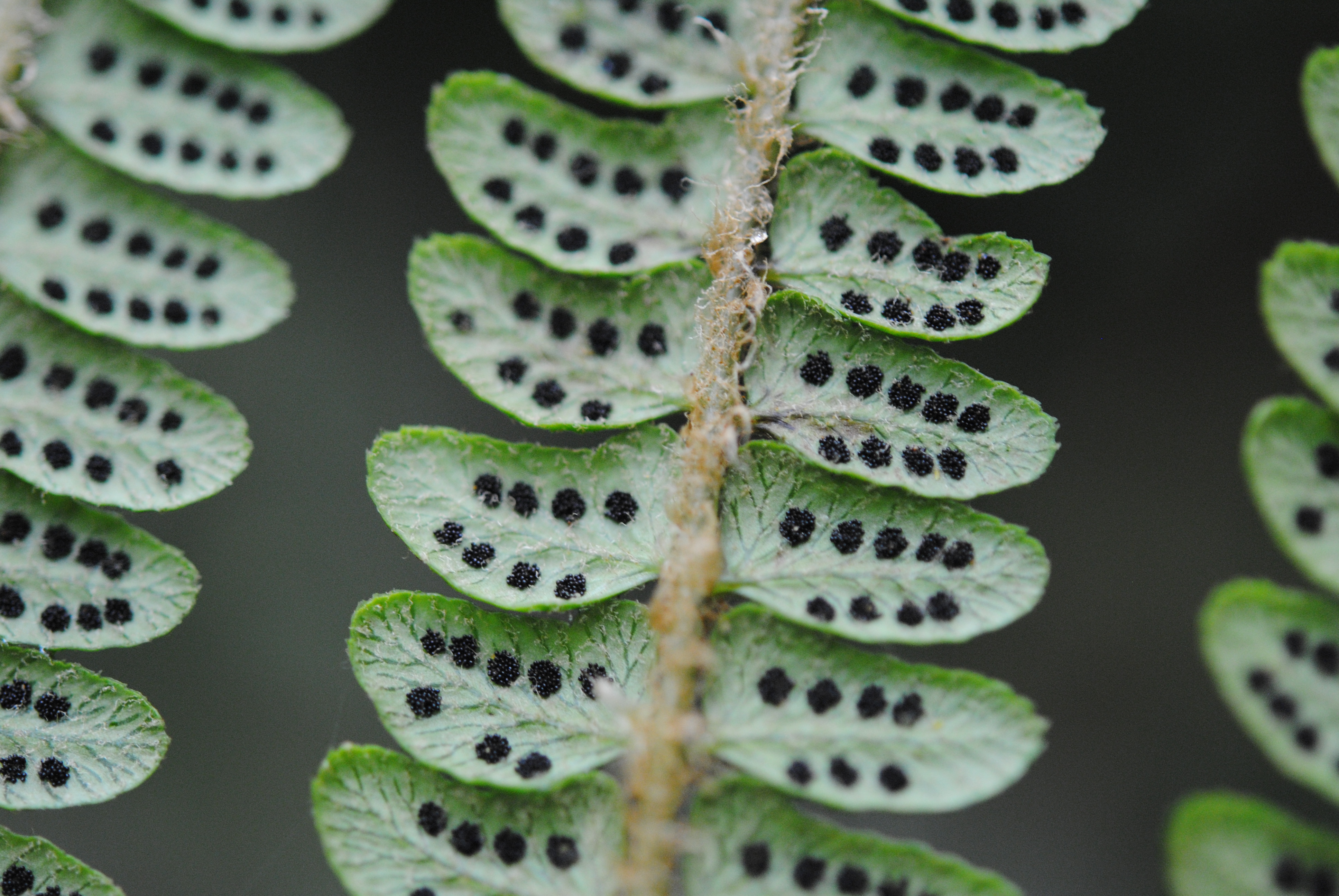 Polystichum stuebelii