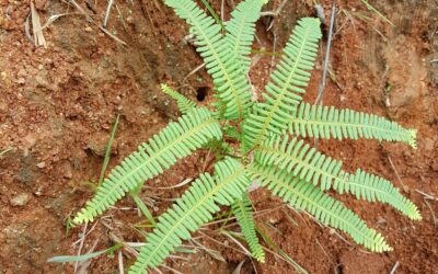 Dicranopteris flexuosa