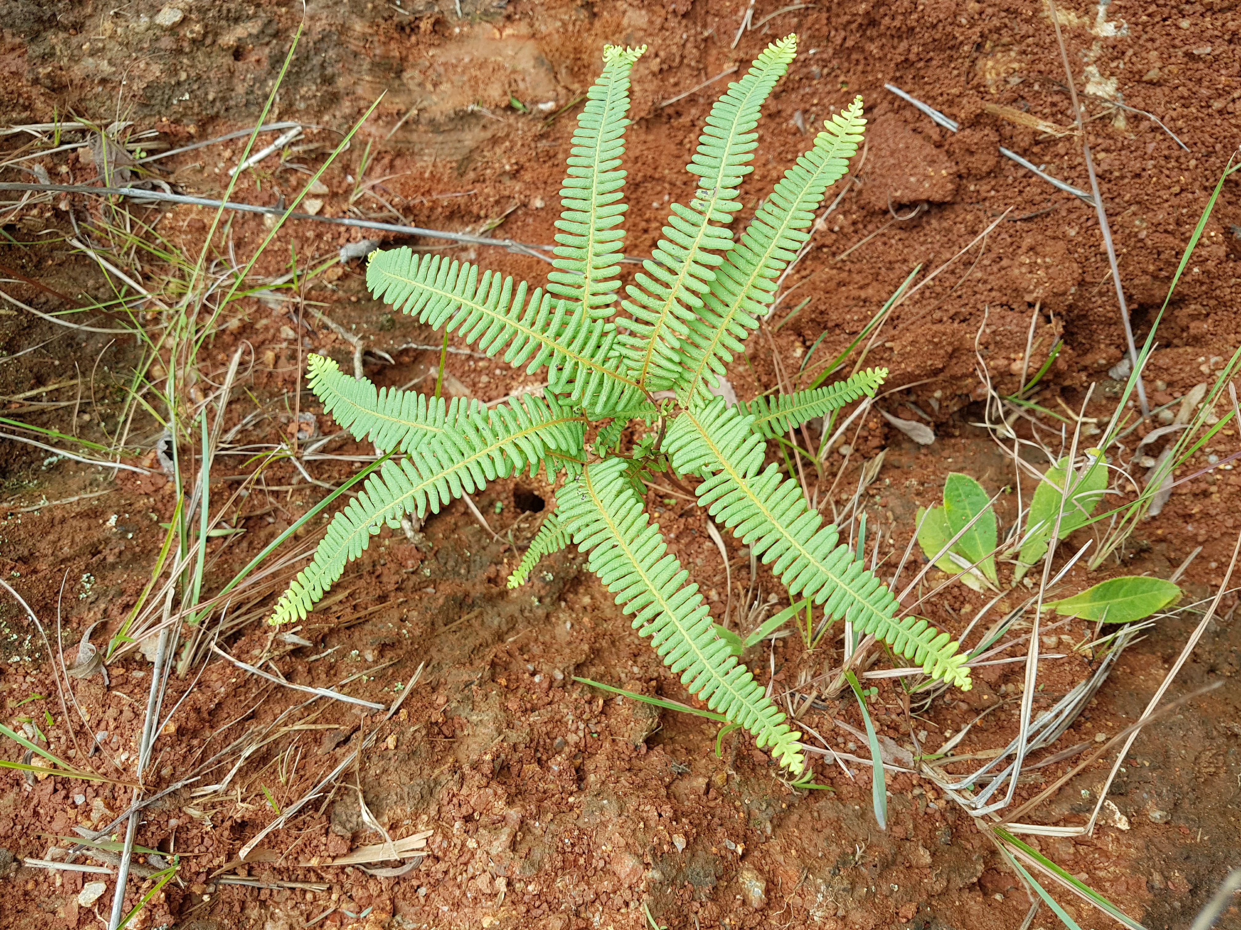 Dicranopteris flexuosa