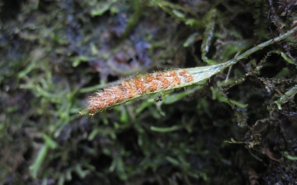 Microgramma tecta