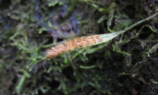 Microgramma tecta