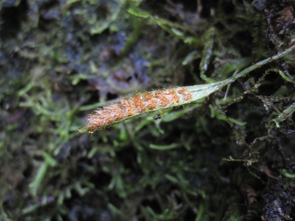 Microgramma tecta