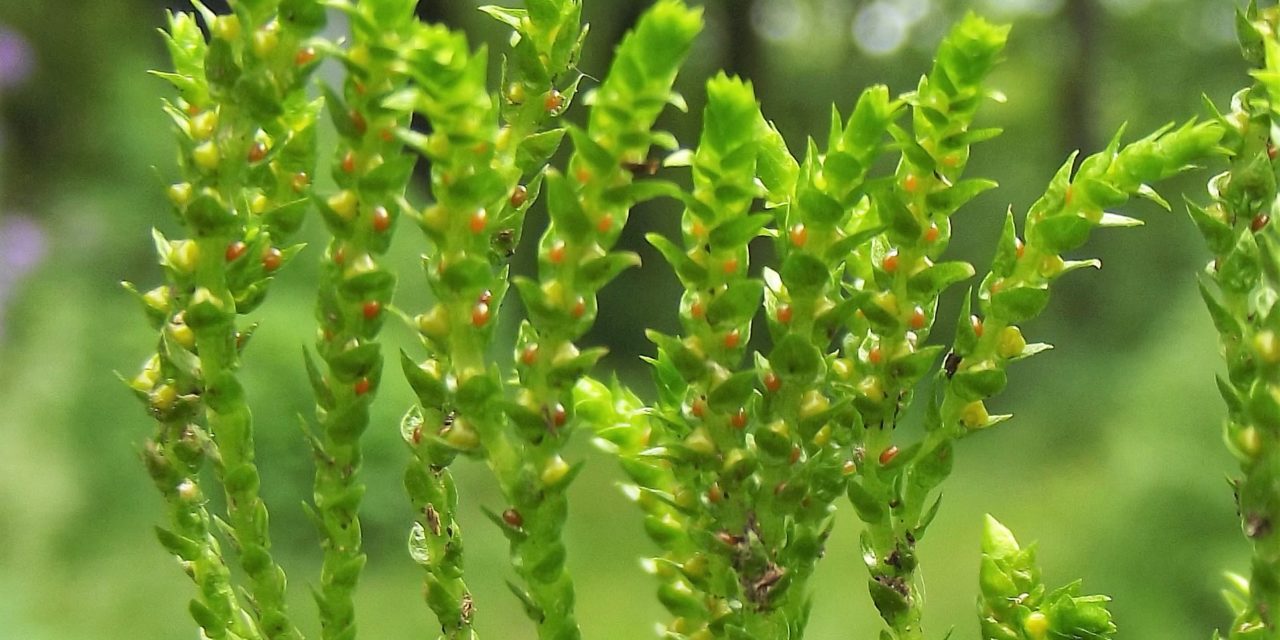 Selaginella sp.