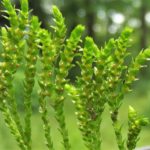 Selaginella sp.