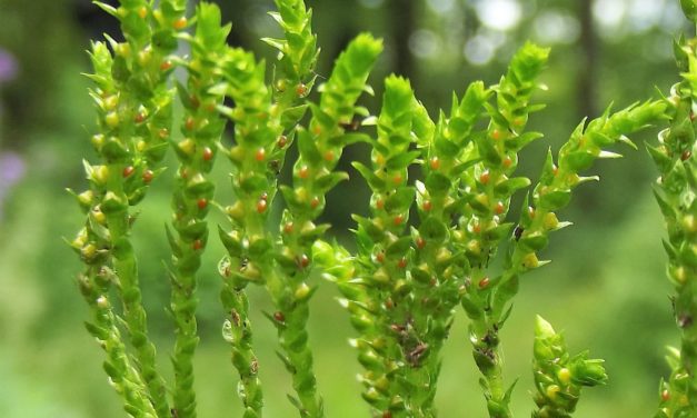 Selaginella sp.