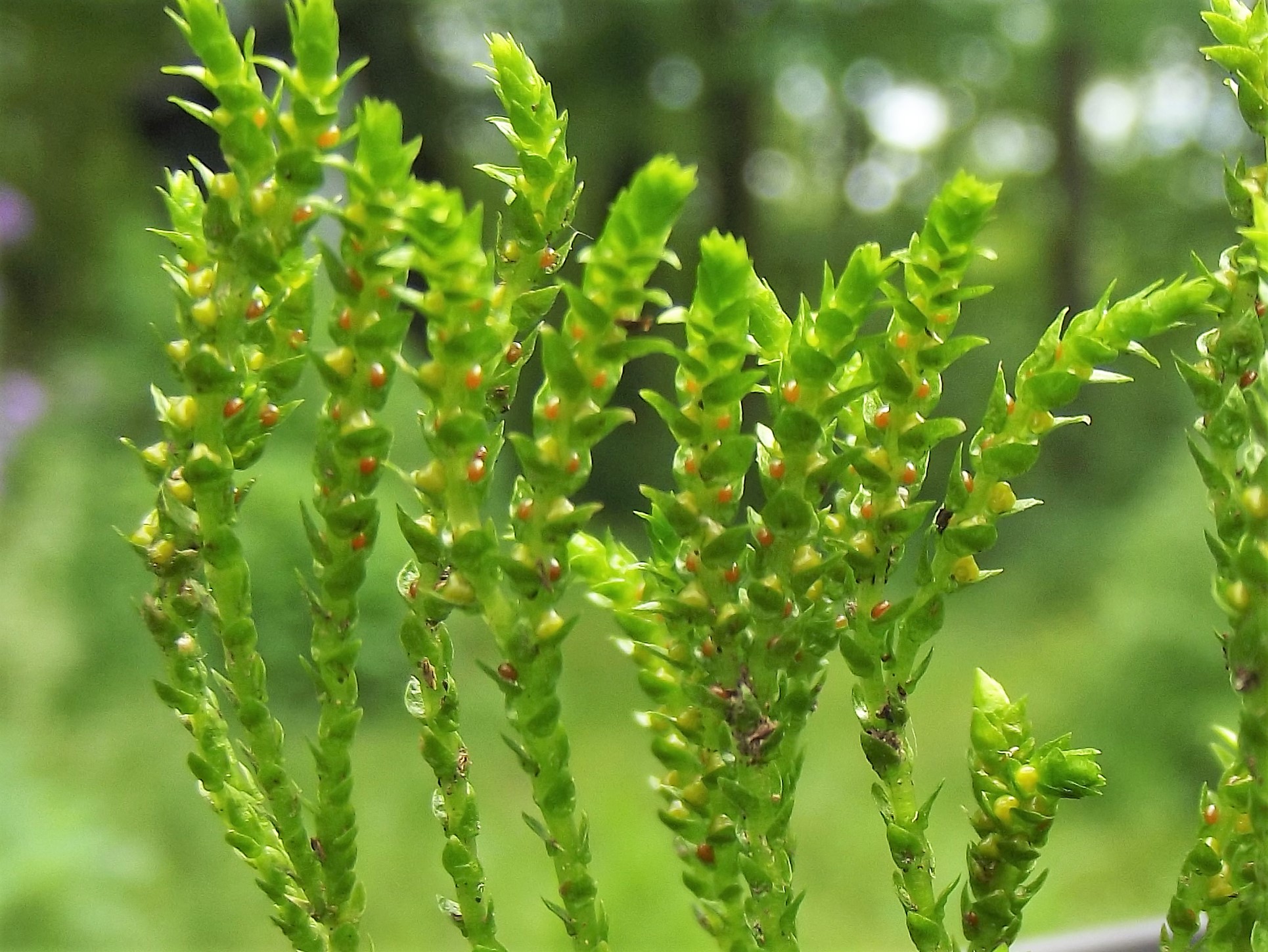 Selaginella sp.