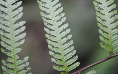 Plesioneuron cystodioides