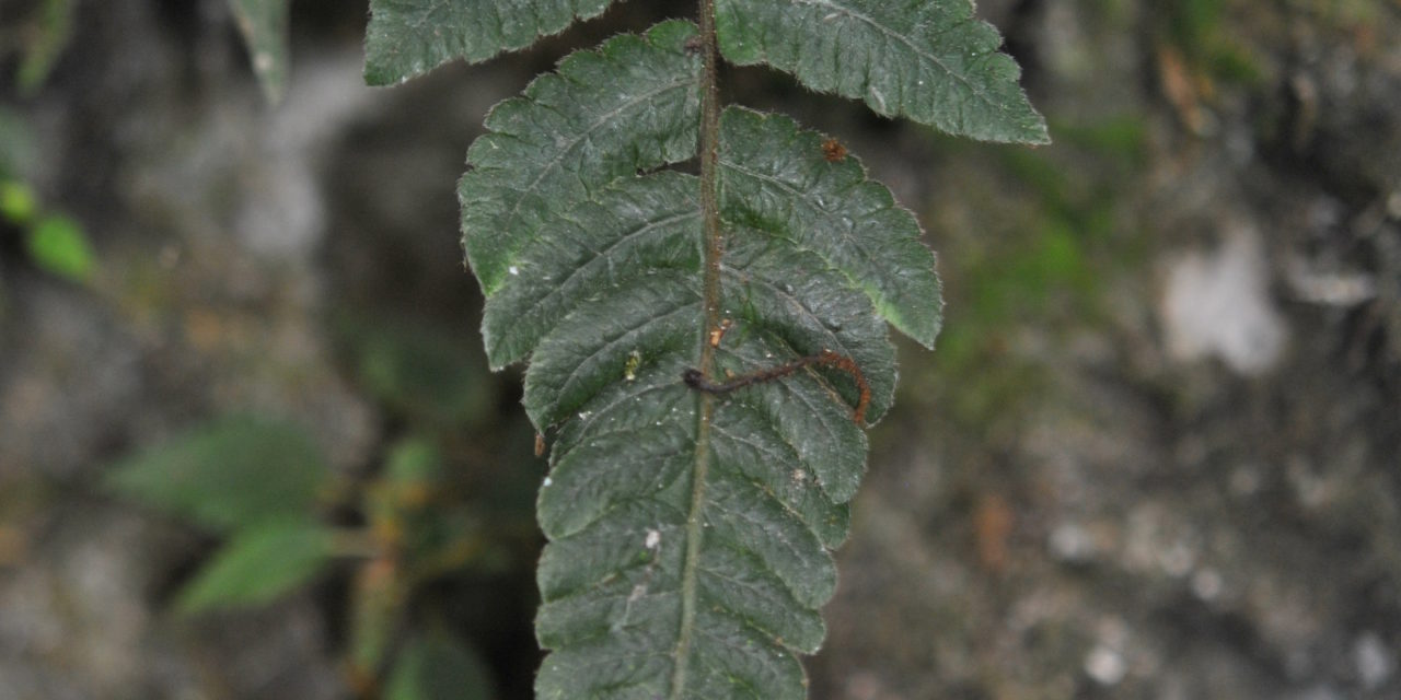 Goniopteris aff. curta