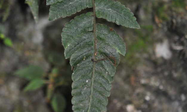 Goniopteris aff. curta