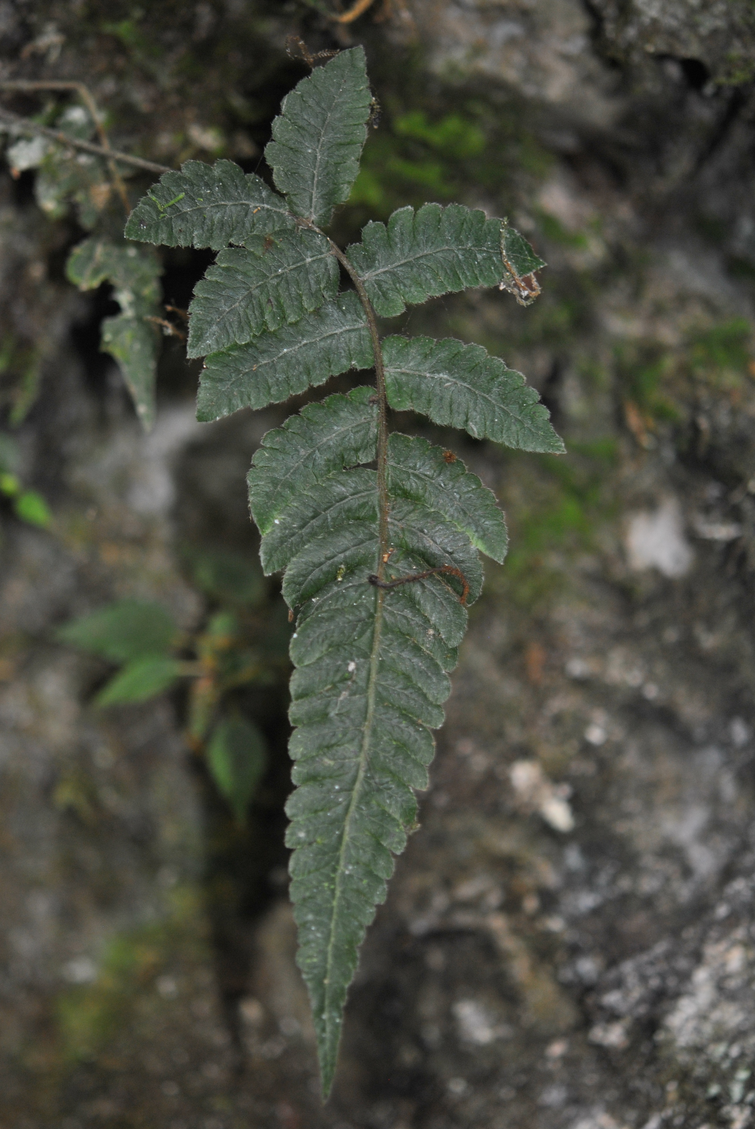 Goniopteris aff. curta