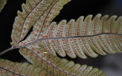 Sphaerostephanos pentaphyllus