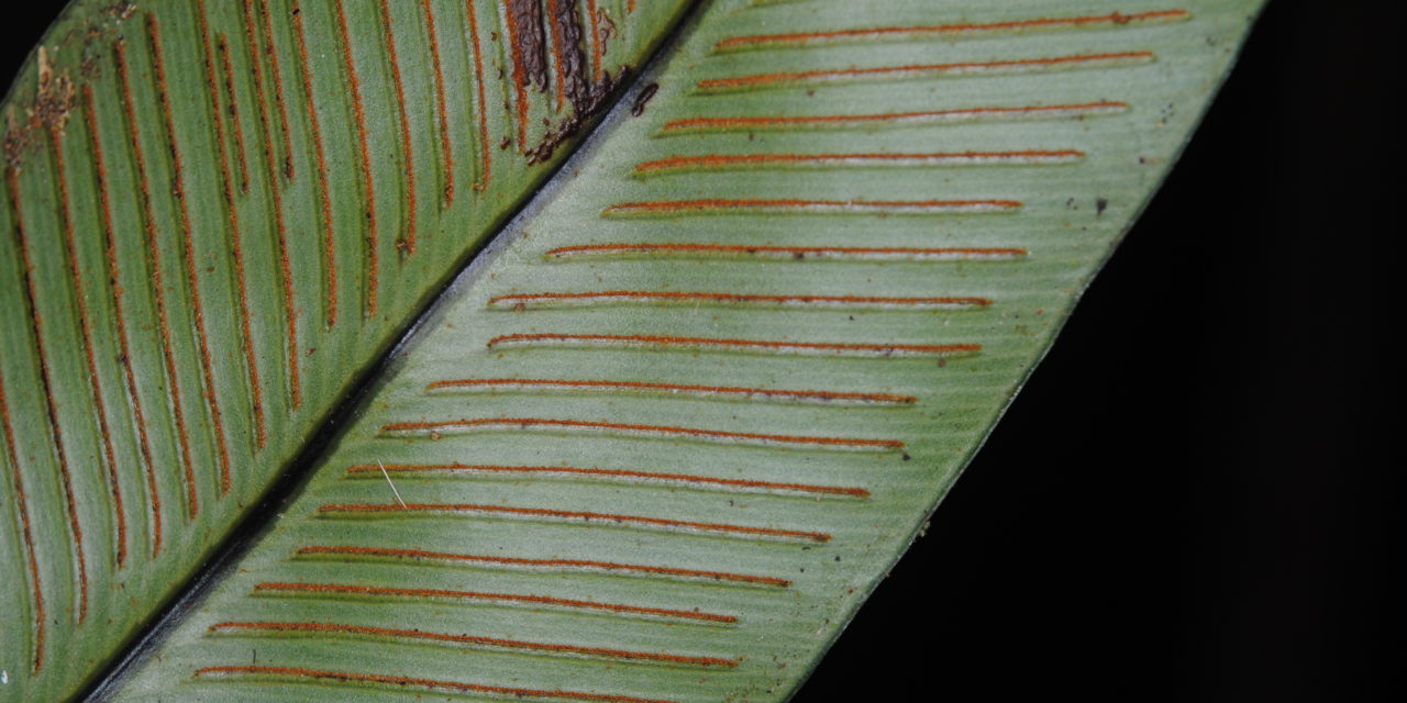 Asplenium phyllitidis