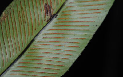 Asplenium phyllitidis