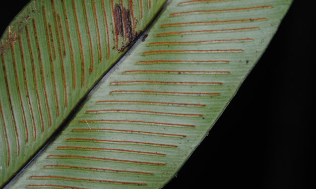 Asplenium phyllitidis