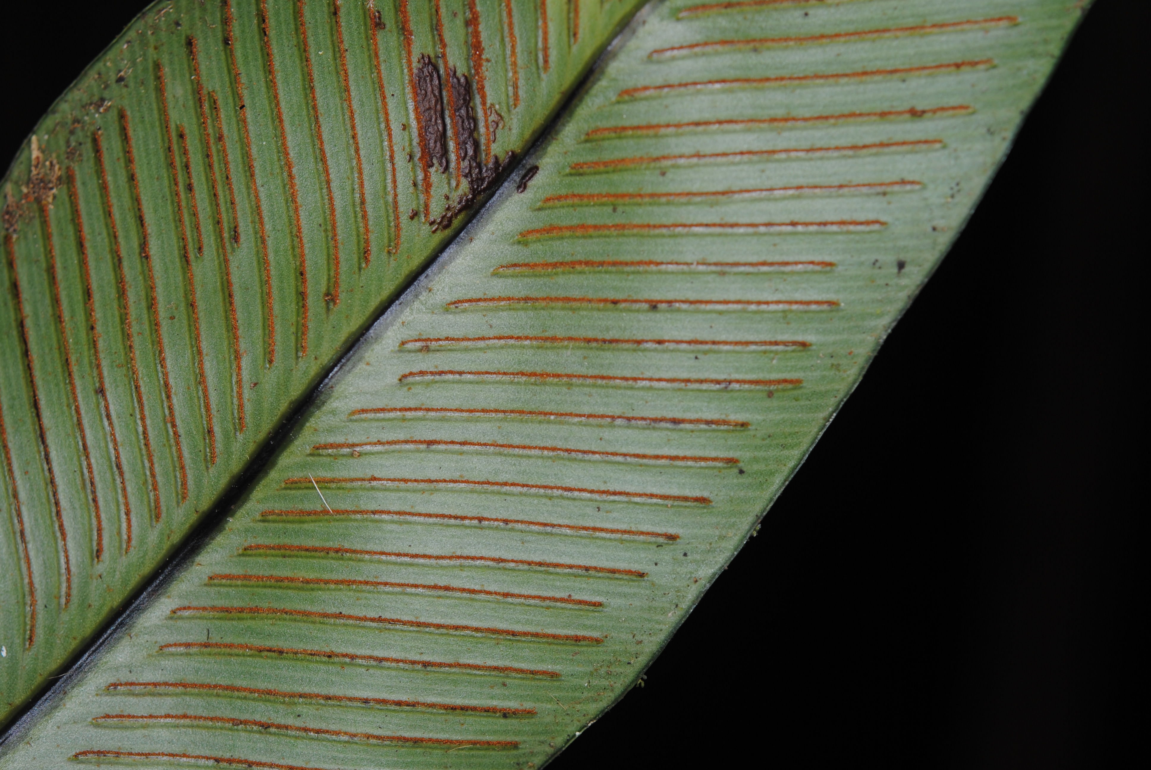 Asplenium phyllitidis