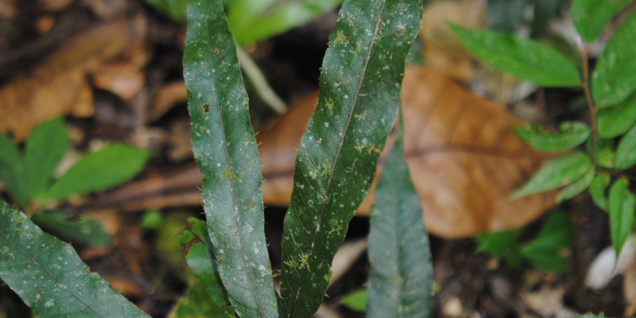 Tectaria menyanthidis