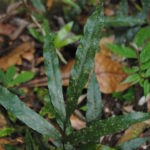 Tectaria menyanthidis