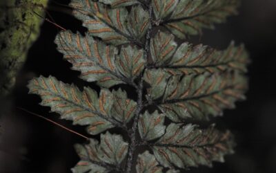 Diplazium squamuligerum