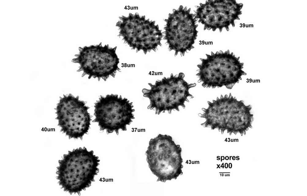 Some Fern Spores from the Eastern United States
