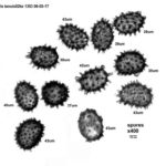 Some Fern Spores from the Eastern United States