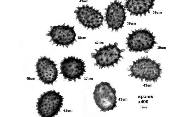 Some Fern Spores from the Eastern United States