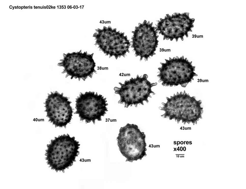 Some Fern Spores from the Eastern United States