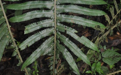 Sphaerostephanos atasripii, vel. aff.