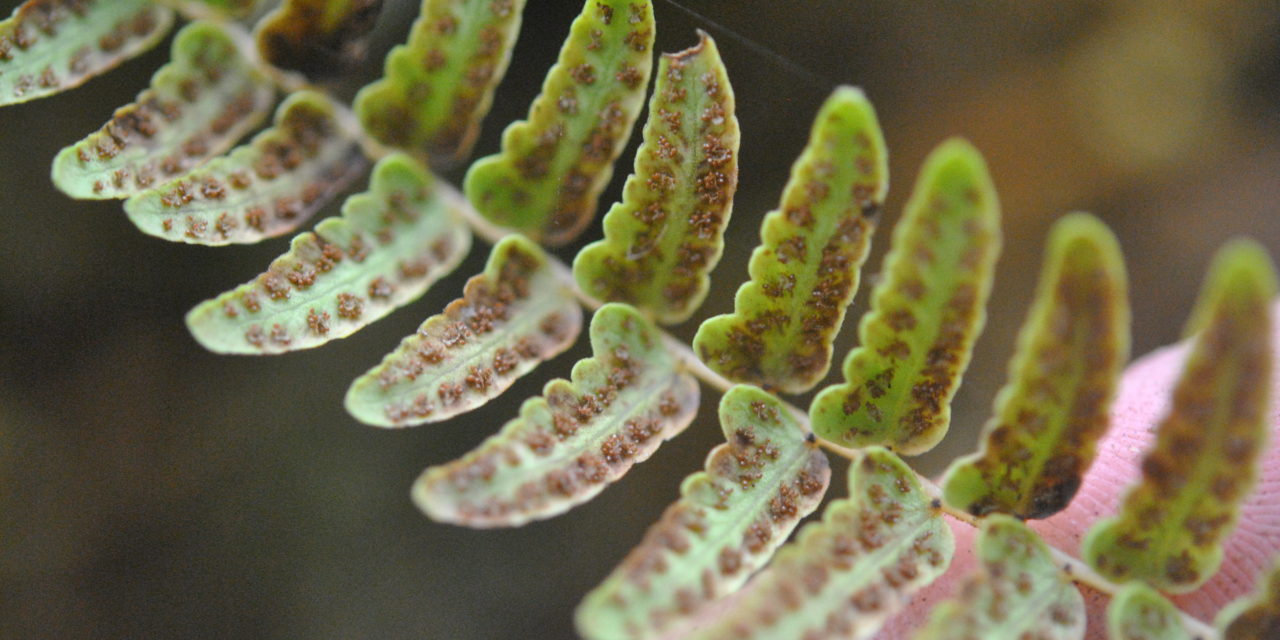 Amauropelta longicaulis