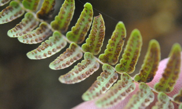 Amauropelta longicaulis