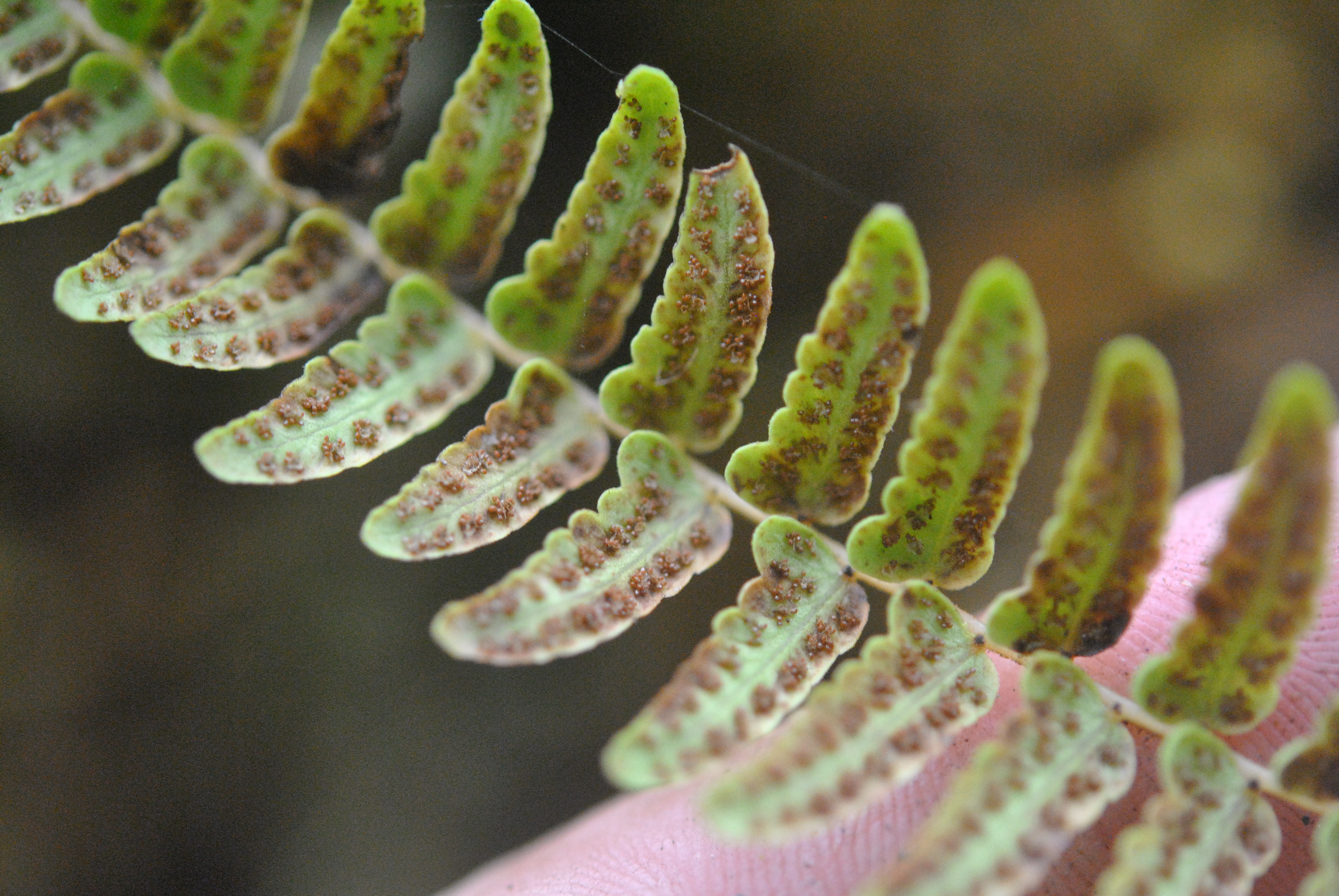 Amauropelta longicaulis