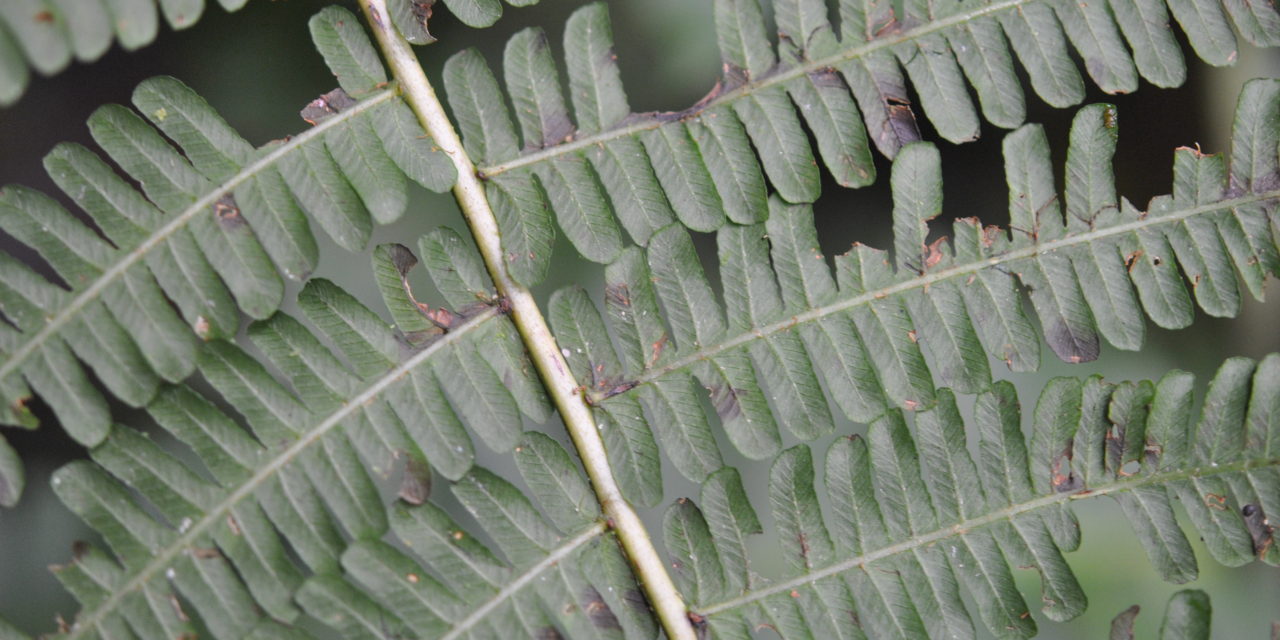 Amauropelta euchlora