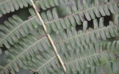 Amauropelta euchlora